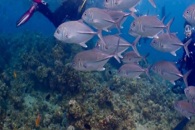 From Manila: Beginner's Scuba Diving Experience