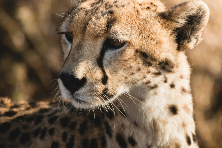 4-tägige Camping-Safari nach Tarangire, Serengeti und Ngorongoro