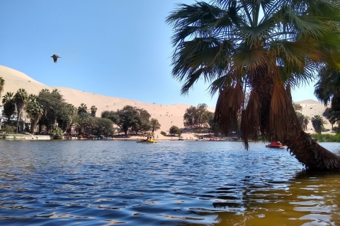 From Lima: Ballestas Islands, Winery & Huacachina Oasis Tour