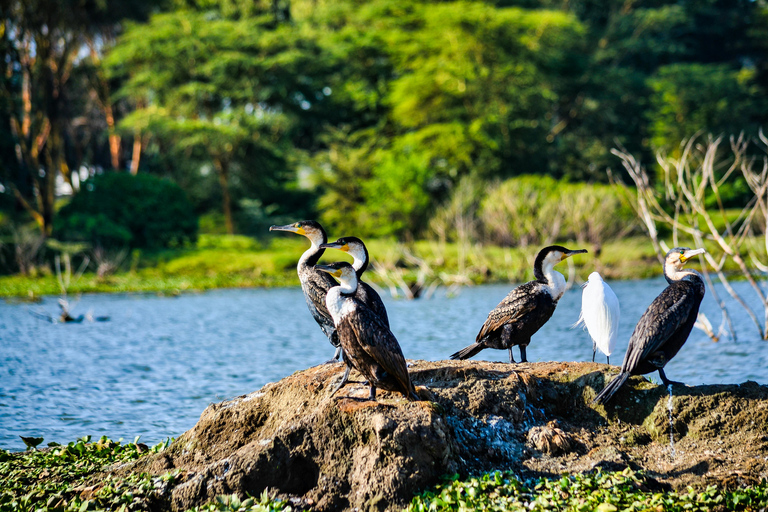 Maravilhas Selvagens de Maasai Mara - Safari de 3 dias