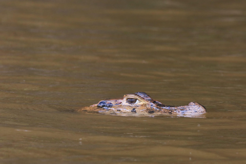Puerto Maldonado: 3-Day Tambopata National Reserve Tour