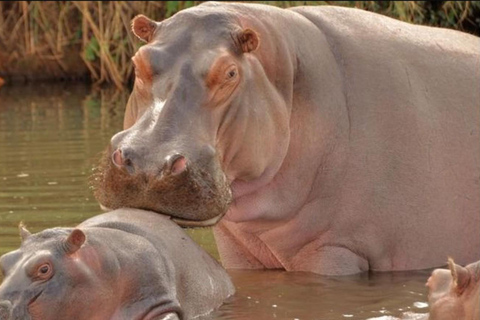 Pietermaritzburg: Scholars Small Group St Lucia Hippo Tour