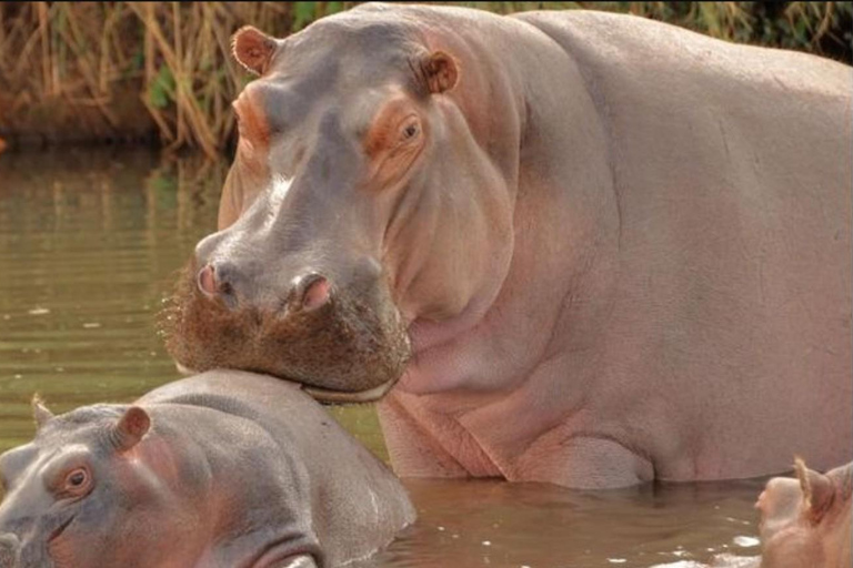 Pietermaritzburg: Scholars Small Group St Lucia Hippo Tour