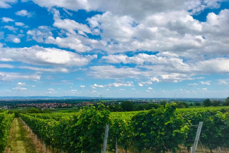 Wine tasting at the family-run winery in Herxheim am Berg, Palatinate