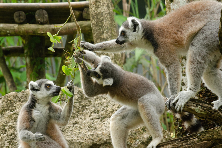 Cebu Safari &amp; Adventure Park