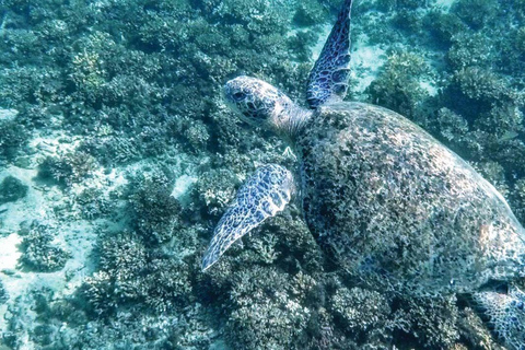Panama City: 2 Day Coiba and Santa Catalina Tour