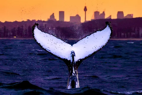 Sydney: Valskådningskryssning – valar garanterade!
