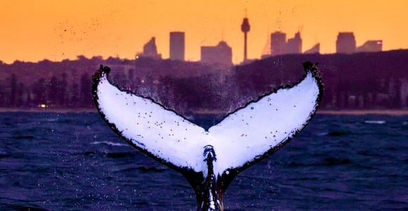 Sydney: Sunset Whale Watching Cruise - Whales Guaranteed!