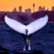 Sydney: Sunset Whale Watching Cruise - Whales Guaranteed!