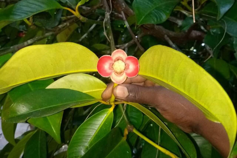 Zanzibar : forêt de Jozani, ferme d'épices et nage avec les tortuesZanzibar : Forêt de Jozani, ferme d'épices et nage avec les tortues