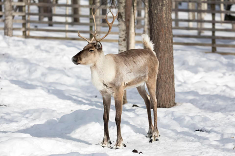 Rovaniemi: Ranua Wildlife Park Tour with Transfers Default