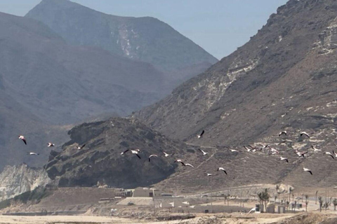 Private Tour Salalah City &amp; West of Salalah