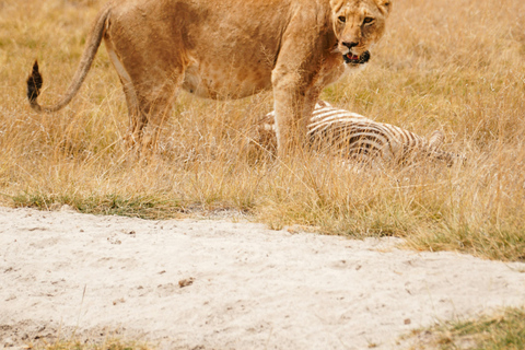 Arusha : 6 jours de safari sauvage en camping et expérience au Kilimandjaro