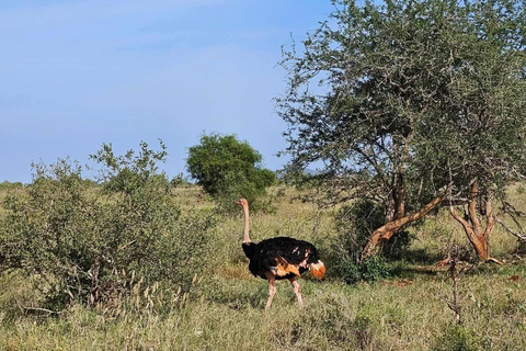 Mombasa:2-Day Tsavo East Wildlife Safari with Overnight Stay
