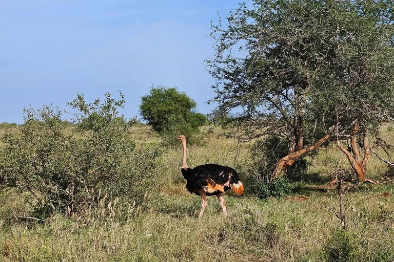 Mombasa:2-Day Tsavo East Wildlife Safari with Overnight Stay