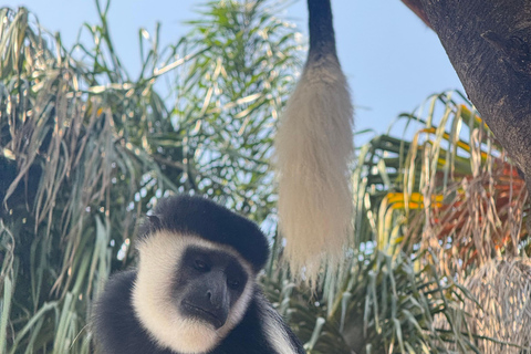 Addis Ababa: 14-Day Adventure and Nature Tour(customizable)