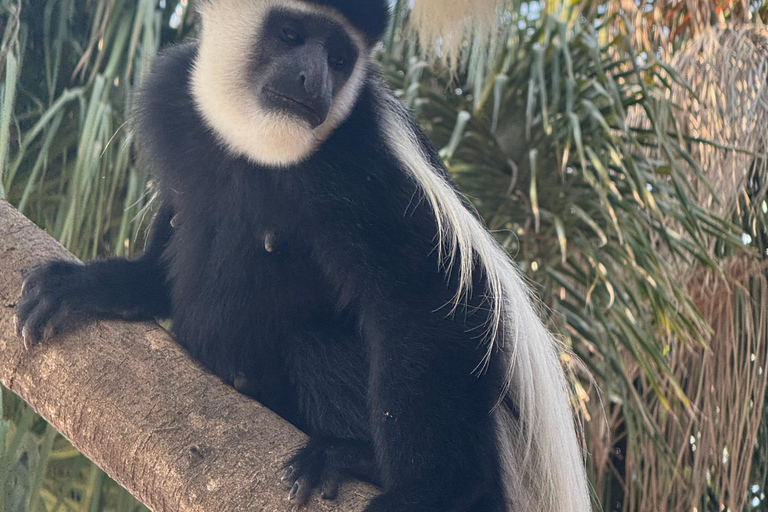 Addis Ababa: 14-Day Adventure and Nature Tour(customizable)