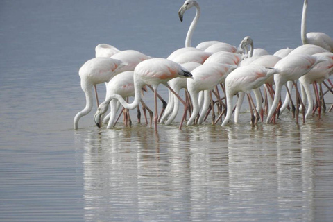 4 days Tsavo East, Amboseli and saltlick lodge safari
