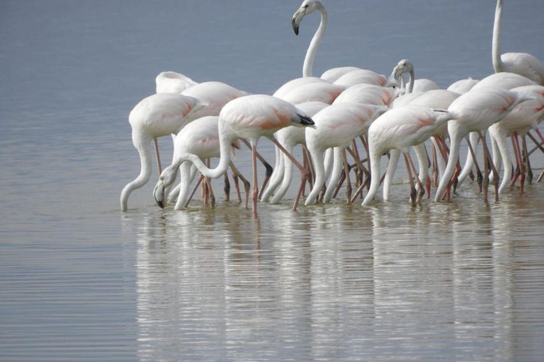 4 days Tsavo East, Amboseli and saltlick lodge safari
