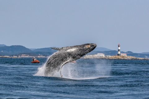 Victoria: tour di osservazione delle balene Zodiac di 3 ore