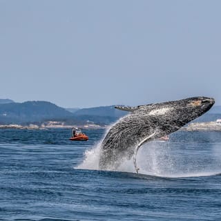 Victoria: 3-Hour Zodiac Whale-Watching Tour