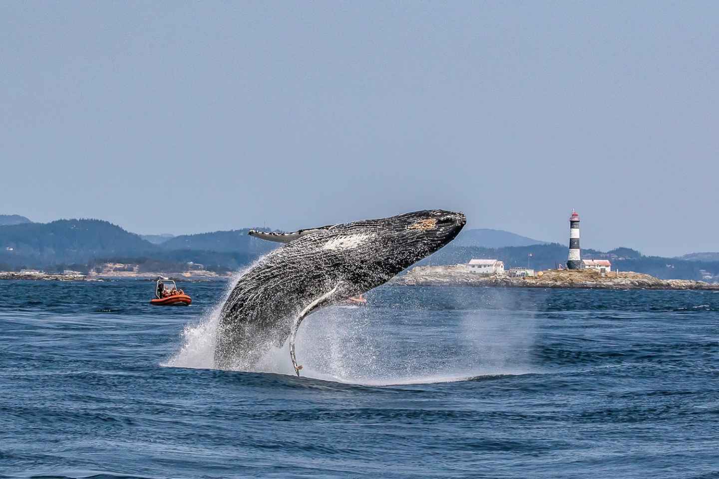 Ab Victoria: Whale Watching im Zodiac-Boot