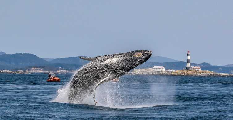 Victoria 3 Hour Zodiac Whale Watching Tour GetYourGuide