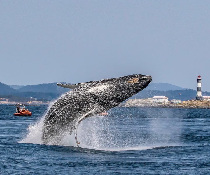 Victoria: 3-timers hvalsafari med Zodiac