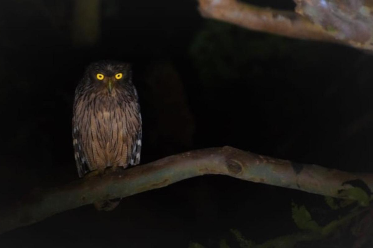 Into the Night: Open-Roof Jeep Adventure Around Sigiriya