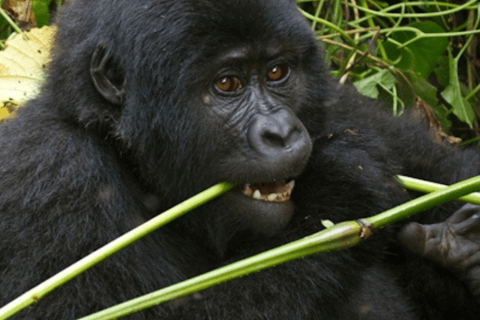 Uganda: Excursão de 5 dias ao Parque Nacional Rainha Isabel e ao Trekking de Gorila