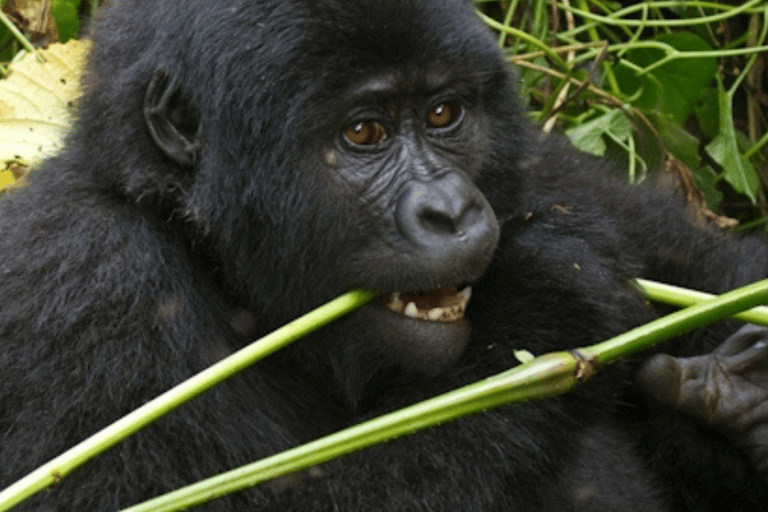 Uganda: Excursão de 5 dias ao Parque Nacional Rainha Isabel e ao Trekking de Gorila