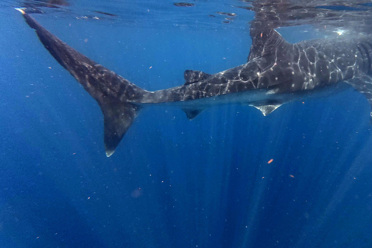 Protected natural reserve: Whale Shark Aqua Safari