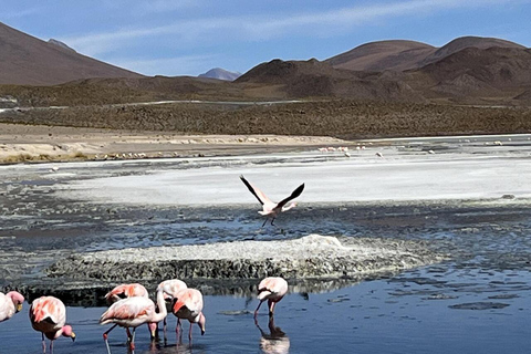 Uyuni Salt Flats Excursion | 2D AND 1N |