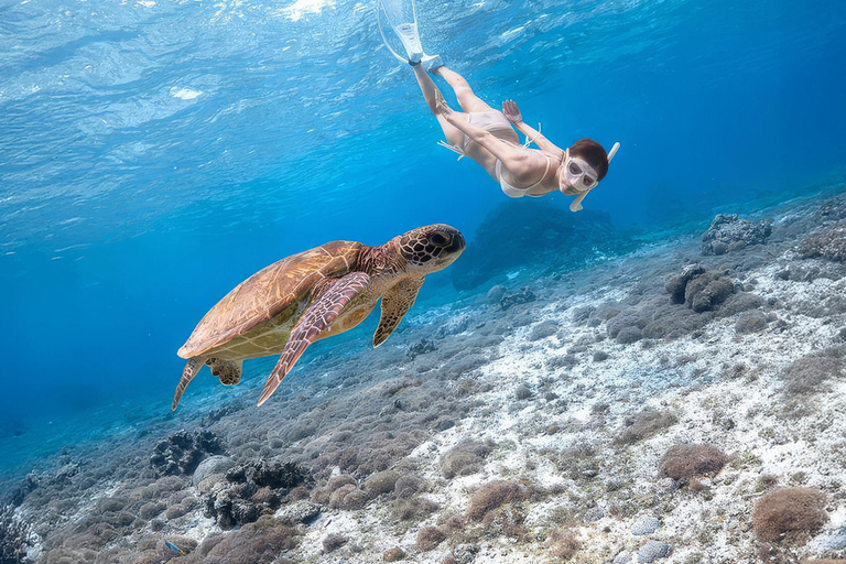 Mirissa: Sea Turtle Snorkeling Tour, GoPro & 100% Guarantee