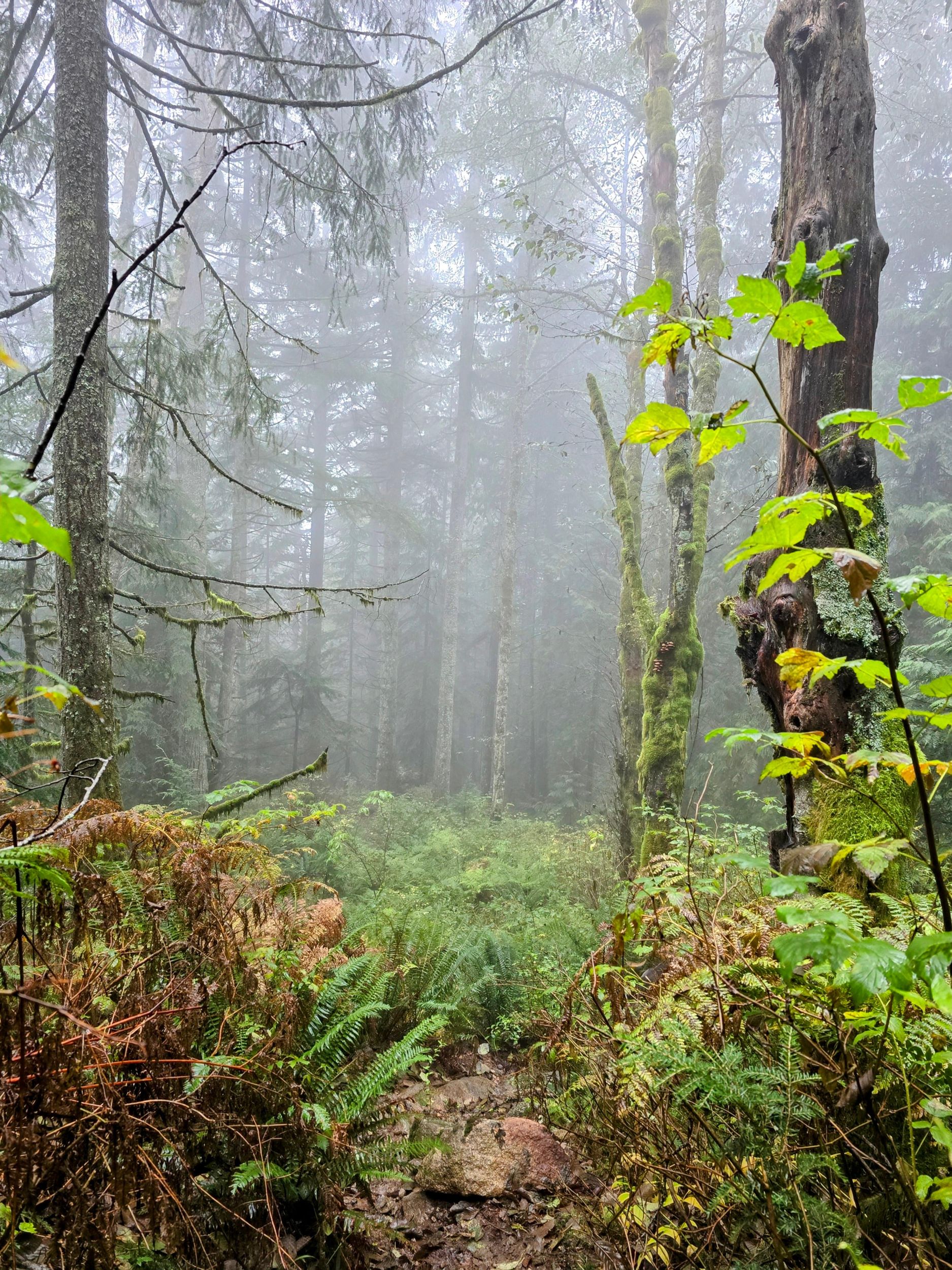 North Vancouver: Geführte Waldtherapie & Waldbad-Spaziergang