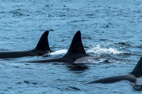 Vanuit Tromsø: Walvissafari met RIB bij Skjervøy