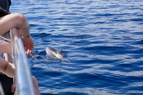 Pollença: Dolphin Watching Boat Excursion Dolphin watching mallorca north