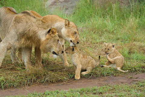Z Zanzibaru: 2-dniowe safari w Serengeti z przelotami