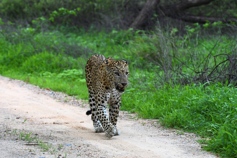 Jaipur: Privat Jhalana Leopard Safari Tour