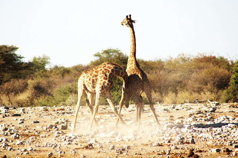 Windhoek: 3-Day Guided Safari in Etosha with Lodge
