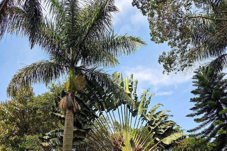 Nairobi: Half day Coffee Farm tour with a local guide