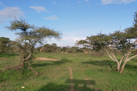 Safari économique en Tanzanie : Serengeti, Ngorongoro et Tarangire