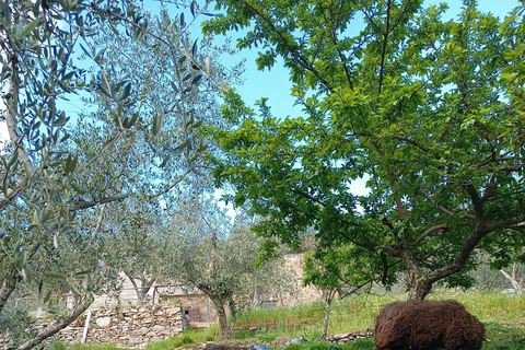 Pisa: Pisan Mountains Dwarf Sheep and Olive Oil Tour