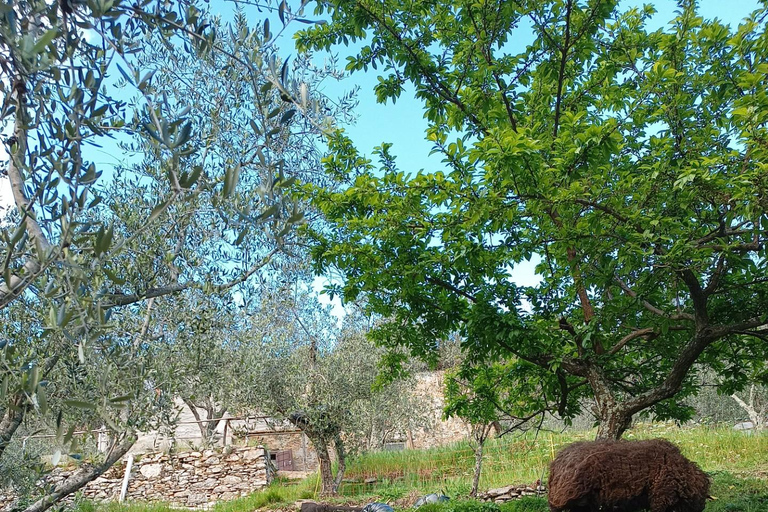 Pisa: Pisan Mountains Dwarf Sheep and Olive Oil Tour