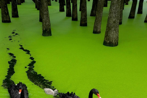 Hangzhou Qingshan Lake Water‑Forest Private Day Tour Ticket + Deer‑Feeding | Separate Driver & Guide