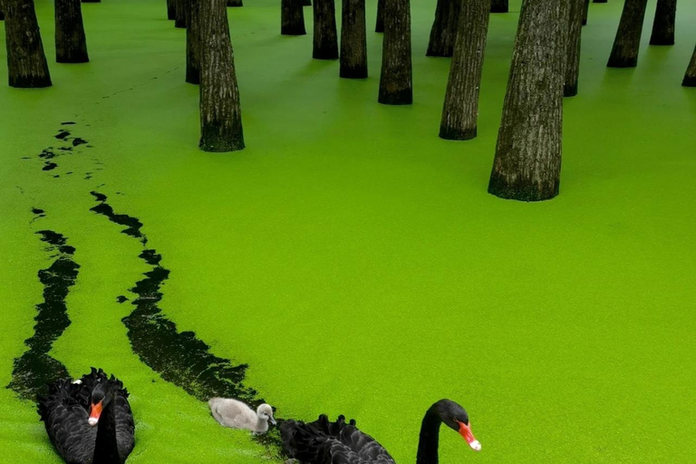 Hangzhou Qingshan Lake Water‑Forest Private Day Tour Ticket + Deer‑Feeding | Separate Driver & Guide