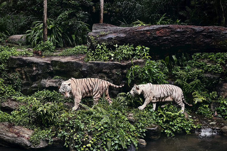 Singapore: Zoo & Night Safari Combos with Hotel Pick & Drop Zoo + Bird Paradise + River Wonders + NightSafari + Transfer