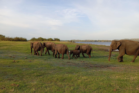 Minneriya: Safari en jeep por el Parque Nacional de Minneriya con servicio de recogida