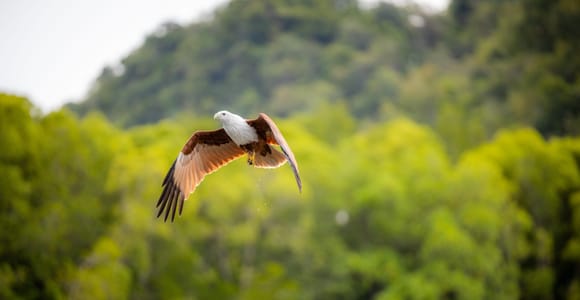 Langkawi:6 Hours Mangrove Night Safari with Pick Up & Dinner