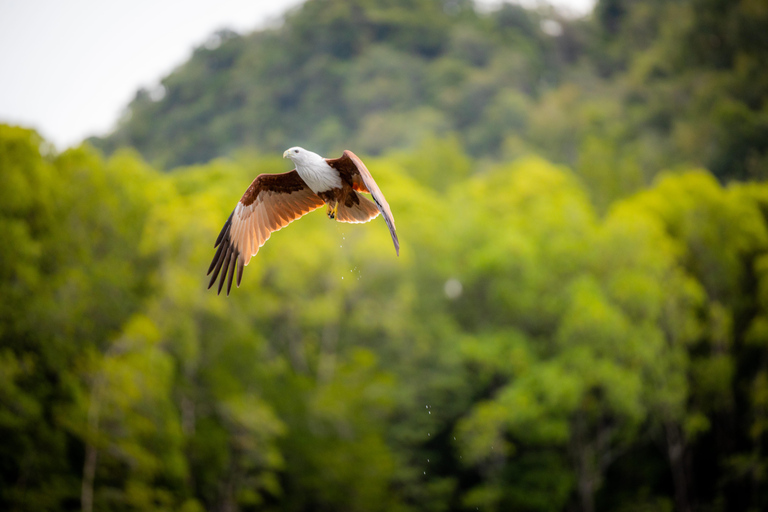 Langkawi:6 Hours Mangrove Night Safari with Pick Up & Dinner